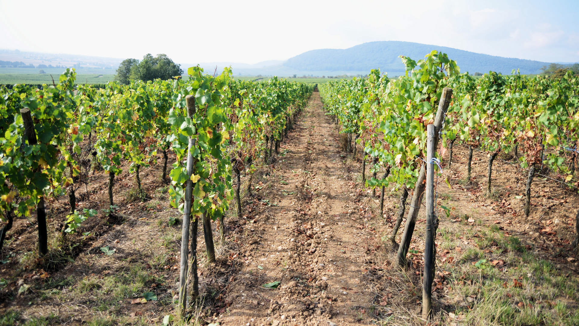 Domaine du Bollenberg